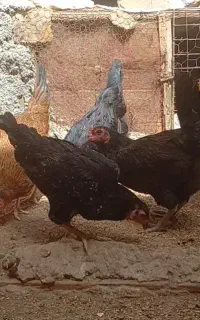 چهارتا کنهه مرغ سالم وتخم گذار