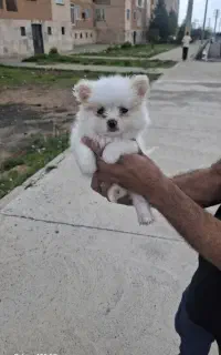 توله سگ پامر خرسی 2 ماهه