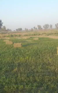 پرس یونجه