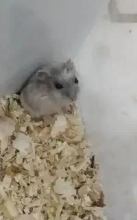 فروش همسترهای نژاد،سوری/ کمپل تکی،جفت رنگ های تک