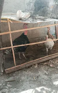 بوقلمون ارگانیک