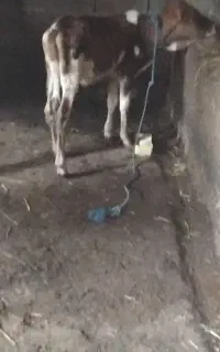 حیوانات مزرعه