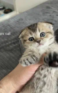 توله اسکاتیش فولد