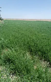 یونجه  برش دوم کیفیت عالی جفتی 1.600