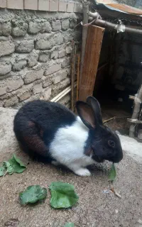 خرگوش خوبه ماده