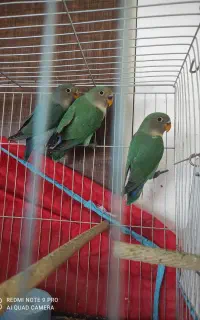 جوجه طوطی برزیلی