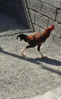 فروش خروس چابهاری