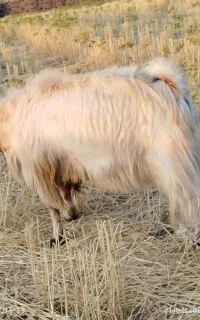 بزغاله نر