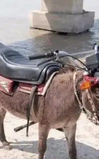 دینام پرایداصلی