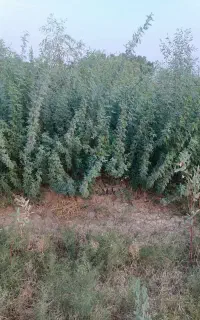 نهال اکاپیتوس وکهور
