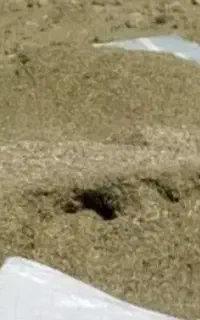کاه ماشک