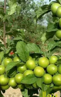 درختچه(نهال) گوجه سبز شهریار اعلا