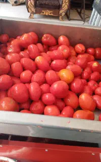 آب گوجه گیری همه روزه روزهای تعطیل بادستگاه استیل
