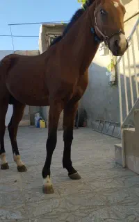 کره اسب نریان