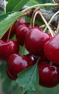 نهال گیلاس سامیت