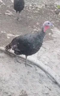 بوقلمو