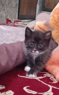 گربه