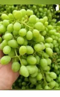 قوره درشت و آب دار