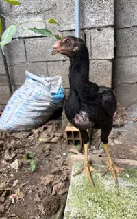 جوجه خروس لاری