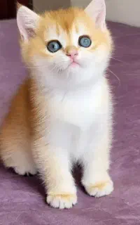 گربه/نژاد بریتیش رنگ گلدny12