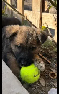 واگذاری طوله ژرمن نر