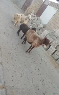 میش و بره