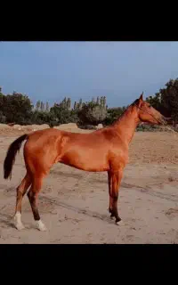مادیان آخال تکه