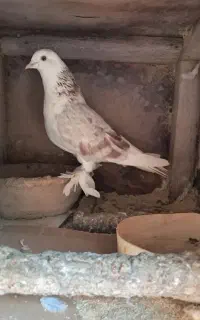 کبوتر ( کفتر )