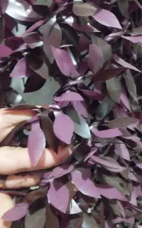چمن مصنوعی