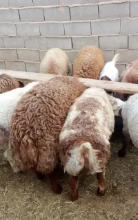 بره چاق درجه یک