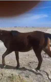 اسب