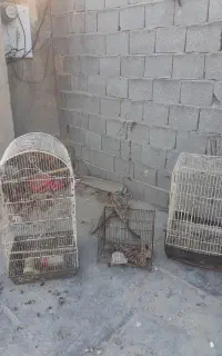 قفس پرنده