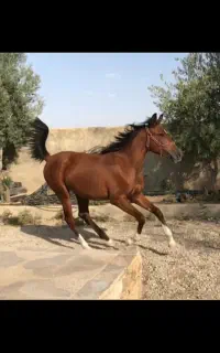 اسب دره شوری