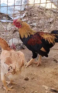 خروس کوشامو