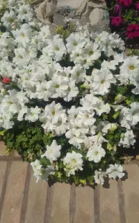 انواع خدمات باغبانی