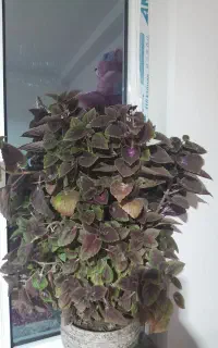 فروش گل حسن یوسف