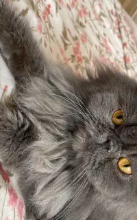 گربه پرشین سوپر فلت