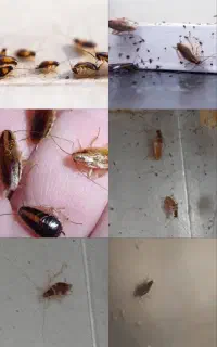 سم سوسک کش (بهترین عملکردبرای سوسک های ریزکابینتی)