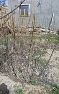 نهال گردوی محلی 3 ساله