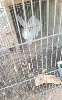 خرگوش