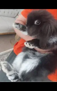 خرگوش لپ خانگی