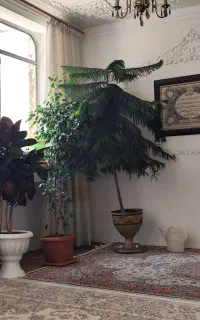کاج مطلق ۲/۲۰ سانتی متر سالم