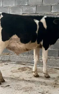 گوساله نر درجه یک برای پروار گاو