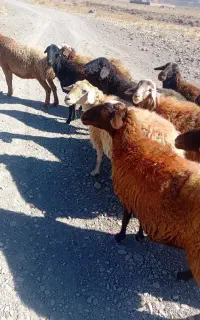 میش جوان آبستن