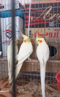 عروس هلندی