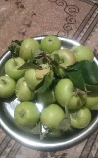 سیب درختی چهار محال