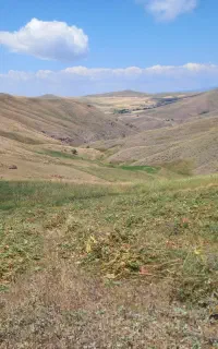 علف