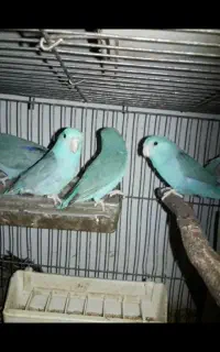 طوطی پروتلت نر و ماده بالغ ۷ ماهه آبی گری خونگی