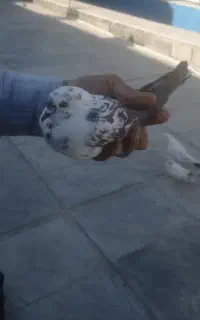 کفتر