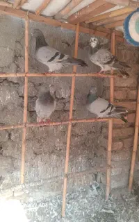 کبوتر دورگ